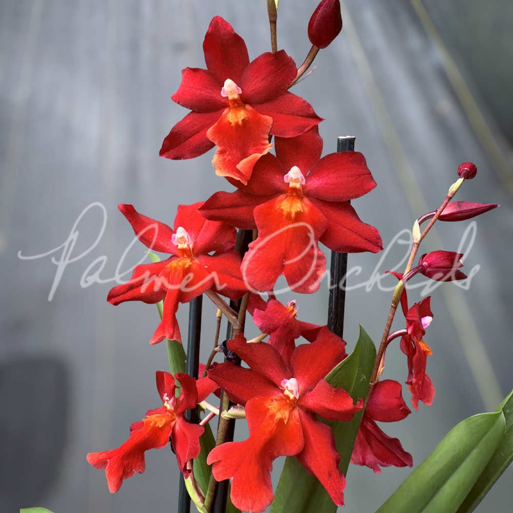 Osp. Fran's Jewels 'Ruby' — Palmer Orchids